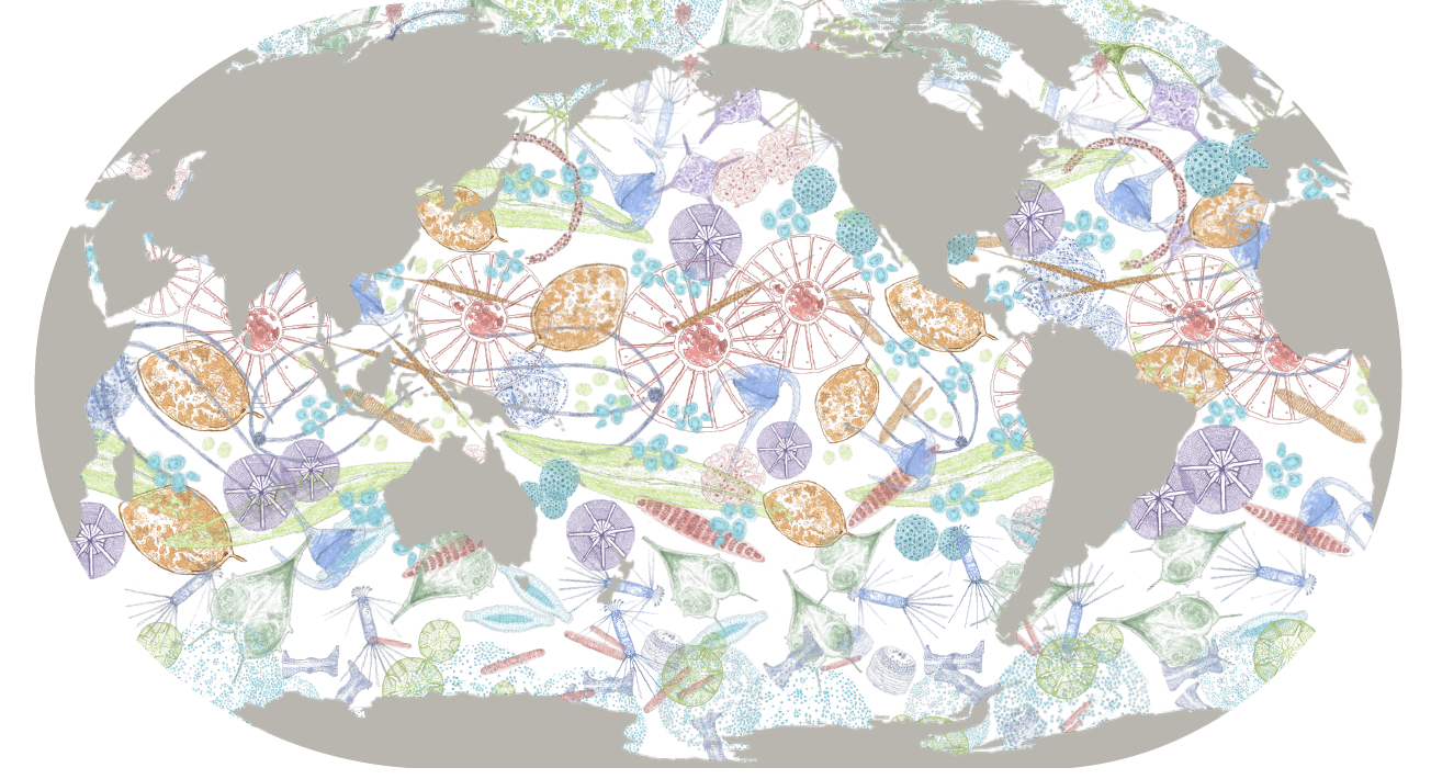 Enlarged view: global plankton